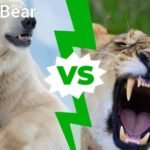 sijoituskarhu-ja-leijona-vastakkain-metsassa